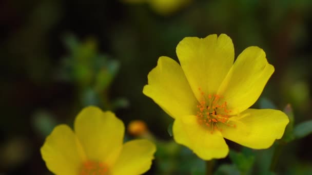 黄色の花に昆虫 — ストック動画