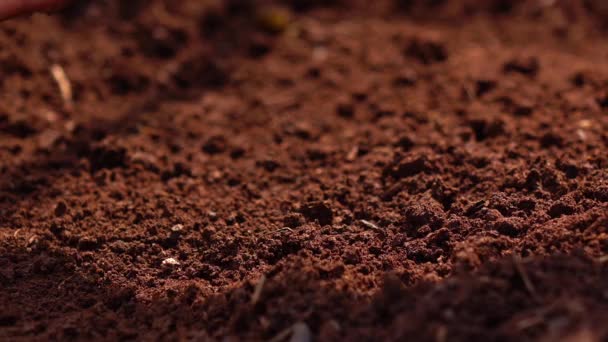 Siembra Las Semillas Plantación Árbol Para Salvar Tierra Natural Ecología — Vídeo de stock