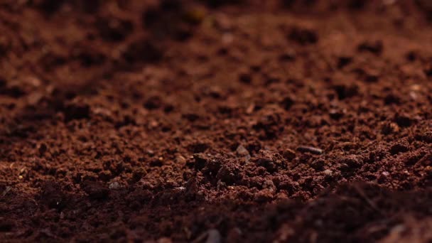 Siembra Las Semillas Plantación Árbol Para Salvar Tierra Natural Ecología — Vídeos de Stock