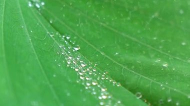 Su yeşil yaprağa sıçrıyor.