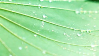 Su yeşil yaprağa sıçrıyor.