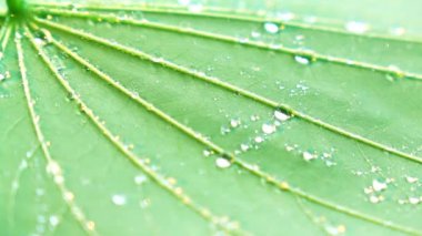 Su yeşil yaprağa sıçrıyor.