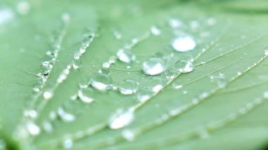 Su yeşil yaprağa sıçrıyor.