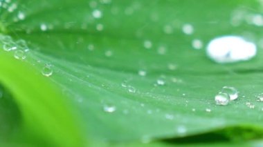 Su yeşil yaprağa sıçrıyor.