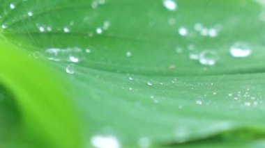 Su yeşil yaprağa sıçrıyor.