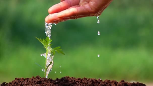 Rega Uma Pequena Árvore Para Salvar Terra Ecologia Natural Limpa — Vídeo de Stock