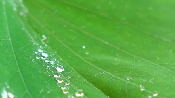 Water Splashing Green Leaf — Stock Video