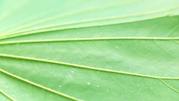 Salpicaduras Agua Hoja Verde — Vídeo de stock