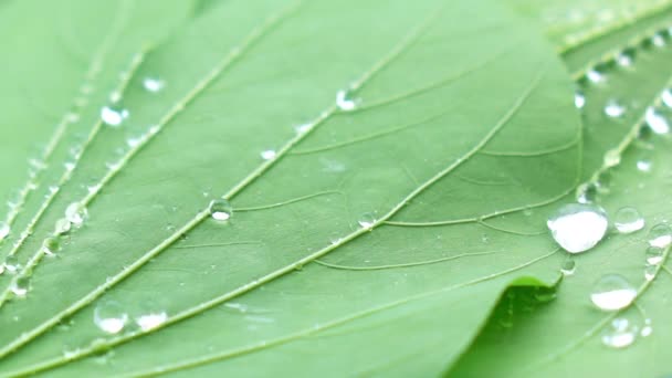 Salpicaduras Agua Hoja Verde — Vídeo de stock