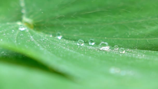 Salpicaduras Agua Hoja Verde — Vídeo de stock