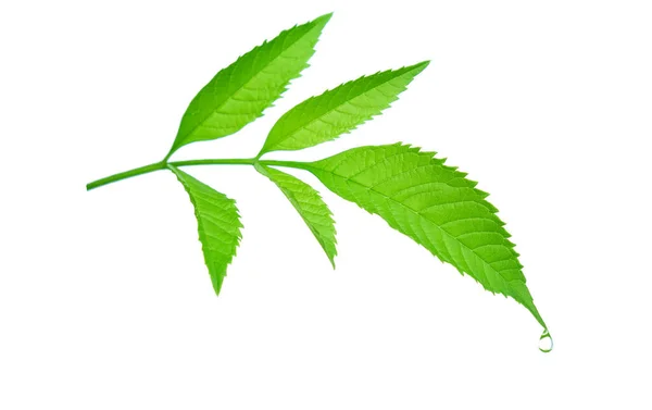 Yeşil yapraklı, özüt yağlı ya da beyaz arka plan kırpma yoluna düşen su. Güzellik tedavisinde kullanılacak bir kozmetik ürün..