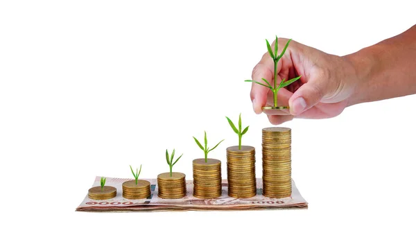 Para biriktirmek için para biriktiriyorum. Bozuk para basamağında yetişen bir ağaç, 1000 baht parayla artar. Beyaz arkaplanda iş büyümesi ve başarı.