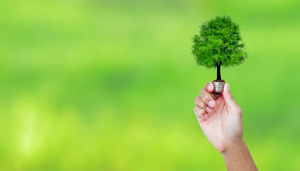 Yeşil doğal bokeh arka planında ampulde parlayan bir ağaç. Çevre için yeşil enerji ve Dünya ekoloji kavramını koru.