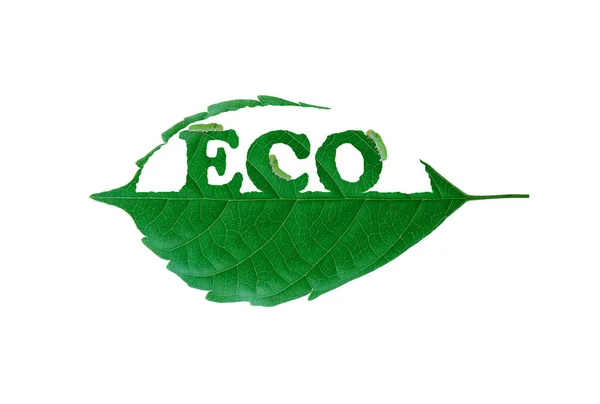 Eco Blatt Mit Blattfresserwurm Grüne Natürliche Saubere Energie Zur Rettung — Stockfoto