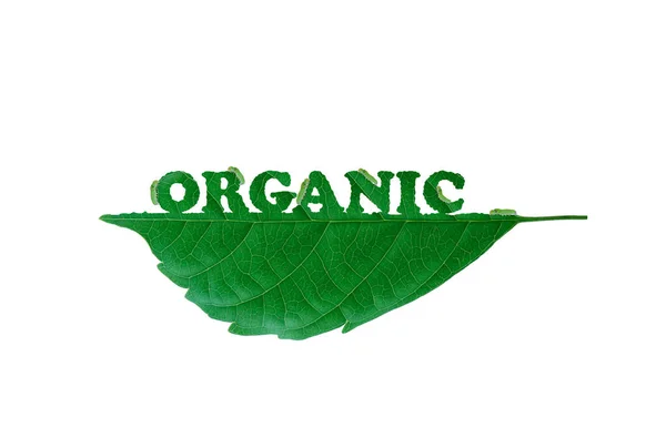 Organický List Červem Pojídajícím Listy Zelená Přírodní Čistá Energie Pro — Stock fotografie