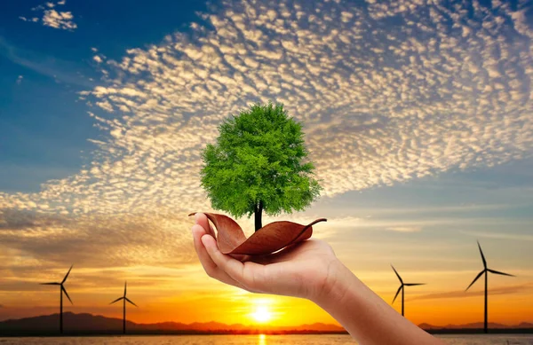 Mano Sosteniendo Árbol Hoja Seca Turbina Con Fondo Atardecer Salvar —  Fotos de Stock