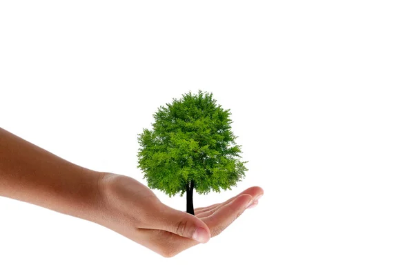 Mano Sosteniendo Árbol Sobre Fondo Blanco Salvar Concepto Ecología Tierra —  Fotos de Stock