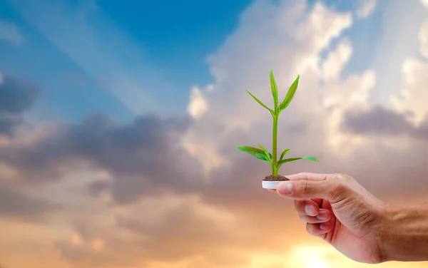 Doğal arka planda ağaç olan plastik bir şişeyi tutan el. Dünya ekolojisi kavramını koru.