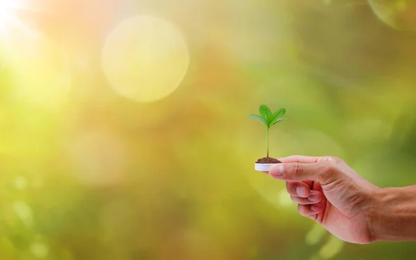 Doğal arka planda ağaç olan plastik bir şişeyi tutan el. Dünya ekolojisi kavramını koru.