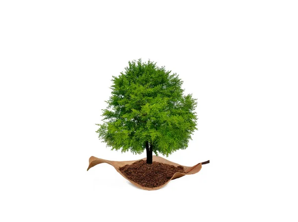 Kuru yaprağın üzerindeki ağaç. Toprak kavramını kurtar. Kırpma yolu ile beyaz arkaplanda izole.