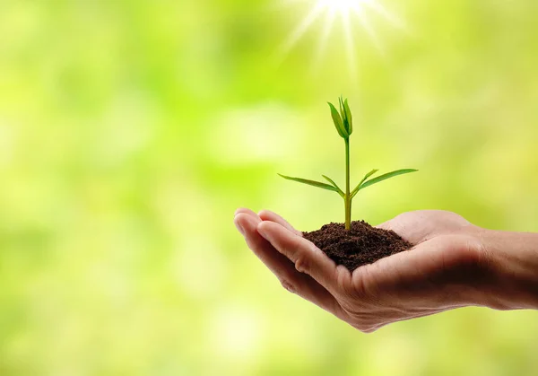 Doğal bokeh arka planında küçük bir ağacı tutarken. Toprak kavramını kurtar.