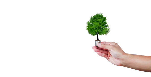 Beyaz arka planda ampulde parlayan bir ağaç. Çevre için yeşil enerji ve Dünya ekoloji kavramını koru. 