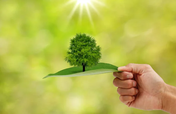 Doğal bokeh arka planında ağaç olan yeşil bir yaprak tutuyor. Toprak kavramını kurtar.