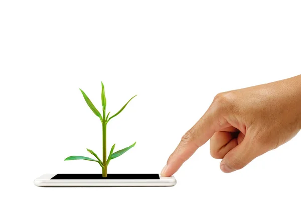 Küçük bir ağaç büyüyen akıllı telefondan parmak ekranı. kırpma yolu ile beyaz arkaplanda izole