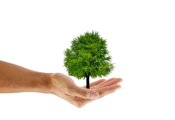 Рука Тримає Дерево Білому Тлі Зберегти Концепцію Землі — стокове фото