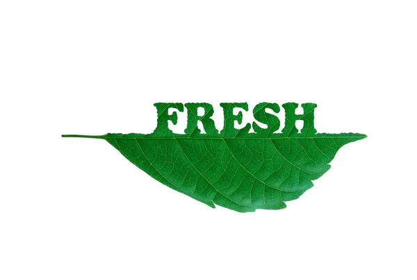 Fresh Leaf Leaf Eating Worm Green Natural Clean Energy Earth — Stock Photo, Image