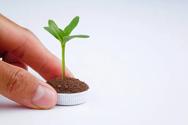 Hand Hält Einen Plastikbecher Mit Einem Baum Auf Weißem Hintergrund Stockbild