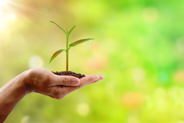 Hand Hält Einen Kleinen Baum Auf Natürlichem Bokeh Hintergrund Das lizenzfreie Stockfotos