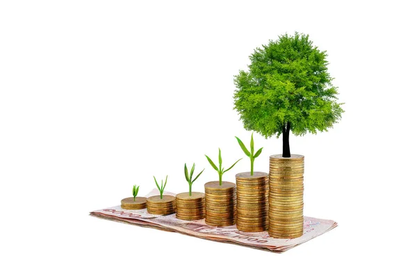 Дерево Растущее Ступени Монеты Увеличивается 1000 Тайских Батов Рост Бизнеса Лицензионные Стоковые Изображения