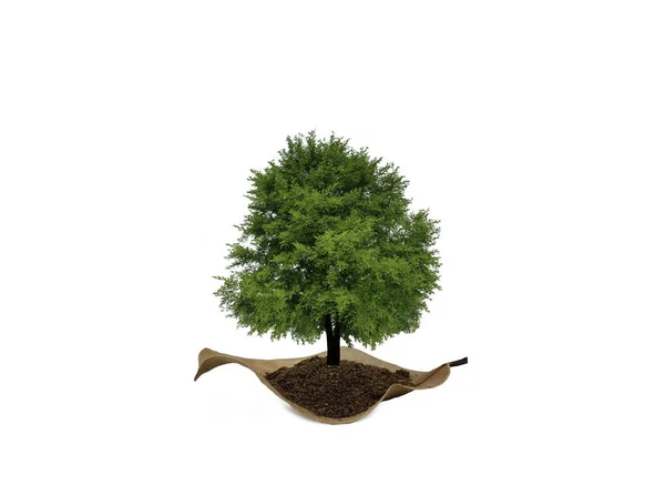 Drzewo Suchym Liściu Ocal Koncepcję Ziemi Izolacja Białym Tle Ścieżką Obraz Stockowy