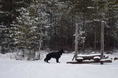 Alman çoban köpeği kış ormanında