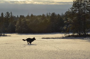 Alman çoban köpeği kış ormanında