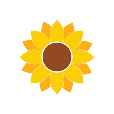 Çiçek açan güneş çiçeği beyaz arkaplanda izole.