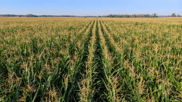 Bovenaanzicht van groen maïsveld met blauwe lucht — Stockfoto