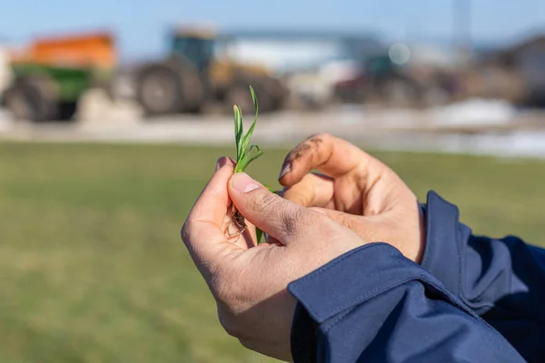 Boer of agronomist die na aanplant de wortel van een tarweplant onderzoekt. — Stockfoto