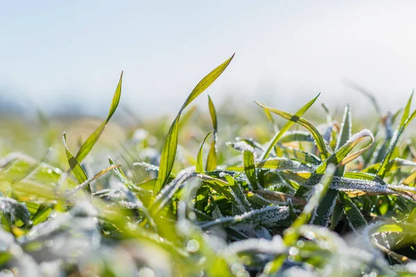 Blé endommagé par les gelées du début du printemps dans la prairie au lever du soleil Images De Stock Libres De Droits