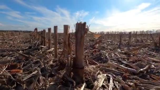 Cornfield, After Harvest with yellow corn stalks - horizontal orientation — Stock Video