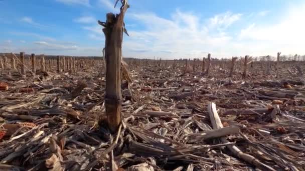 Поле с пустыми кукурузными початками, стеблями и листьями, оставленными после сбора урожая. — стоковое видео