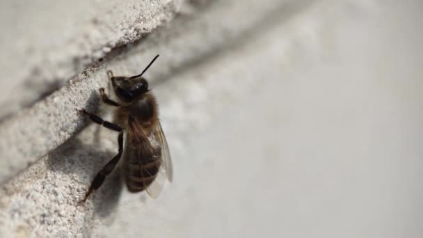 Makro Görüntüde Duvarda Dinlenen Bal Arısı Prob Lensleriyle Çekiliyor — Stok video