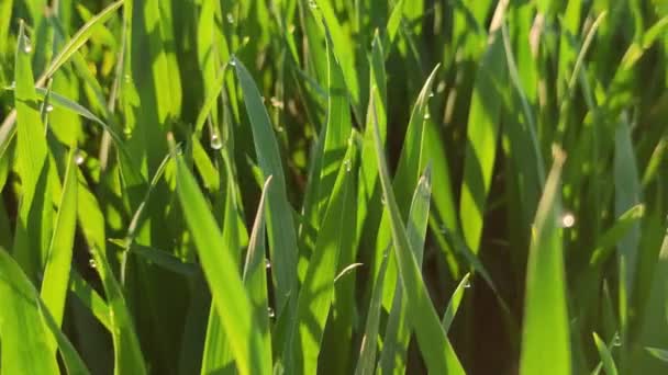 Detaylı Görüş Genç Buğday Bitkileri Yakın Görüş Tahıl Yeşil Sağlıklı — Stok video