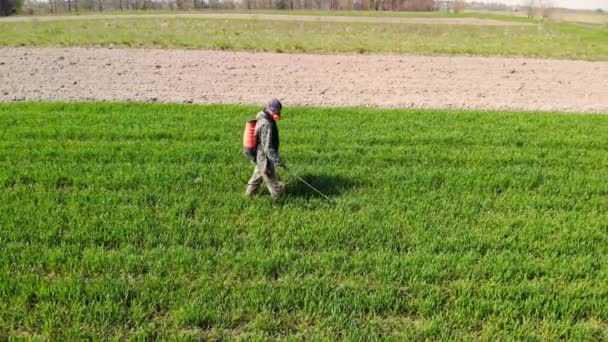 Çeltik Tarlasında Gübre Böcek Ilacı Sıkan Çiftçi Görüşü — Stok video