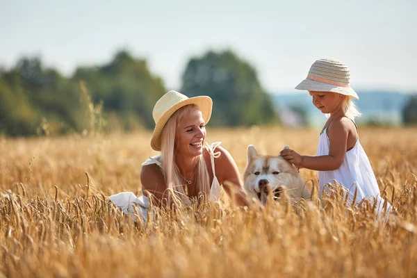 Cute baby girl with mom and dog on wheat field. Happy young family enjoy time together at the nature. Mom, little baby girl and dog husky resting outdoors. togetherness, love, happiness concept.