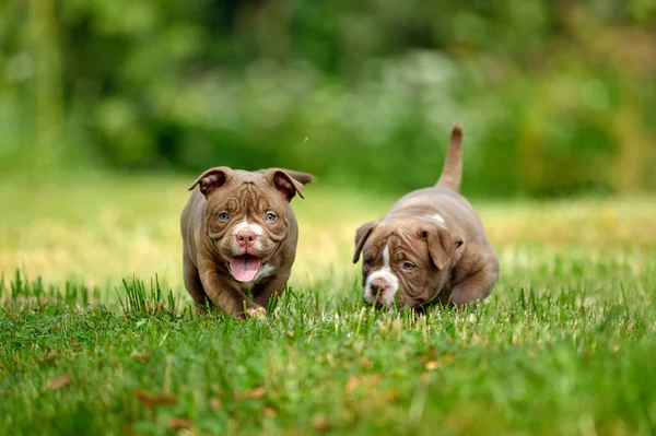 Cuccioli carini corrono e si divertono sull'erba verde, cuccioli di toro americani corrono sul prato verde — Foto Stock