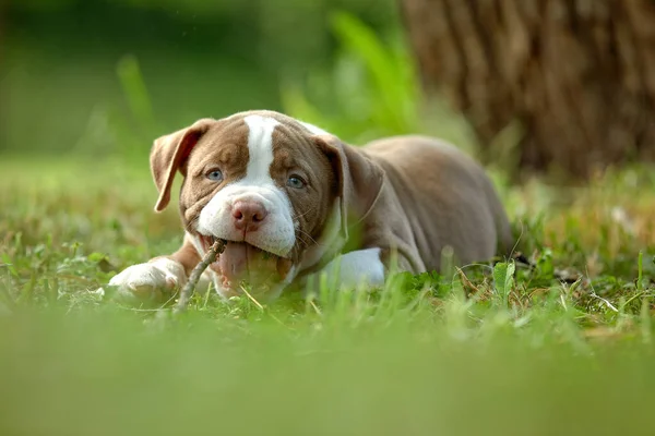 Filhote de cachorro brincando com um galho em um gramado verde, close-up de um filhote de cachorro americano Bully brincando com um pau. — Fotografia de Stock