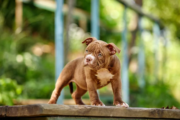 Retrato de un divertido cachorro American Bully joven en un paseo por el parque, descansando en un exuberante césped verde segado, planes kurpny, adorable cachorro en un césped verde, espacio de copia. — Foto de Stock