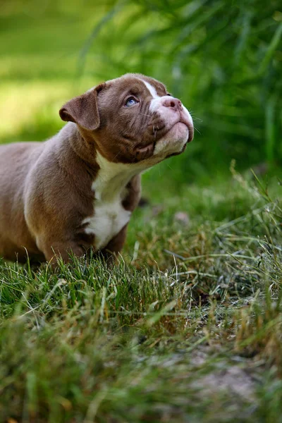 Close-up de um filhote de cachorro americano Bully, um pequeno filhote de cachorro frolics e corre ao sol entre a grama, um filhote de cachorro muito bonito no gramado, espaço lanças. — Fotografia de Stock